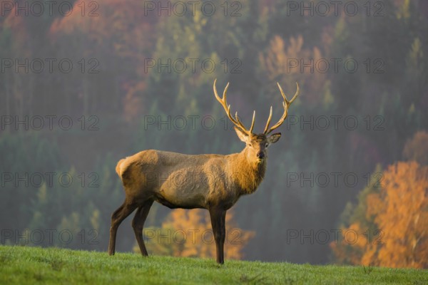 An Altai maral stag, Altai wapiti or Altai elk (Cervus canadensis sibiricus) stands on a meadow in