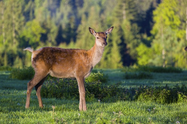 One young female Altai maral, Altai wapiti or Altai elk (Cervus canadensis sibiricus) stands on a