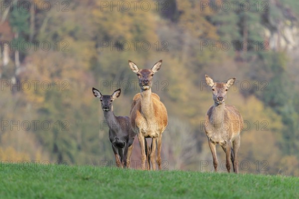 Two adult red deer hinds (Cervus elaphus) and a calf are standing in a meadow in the beautiful