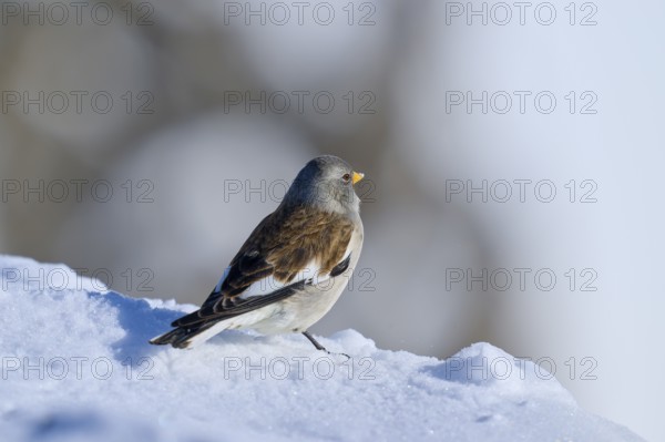 Snow finch (Montifringilla nivalis), looking away, on snow in winter light, Gemmi Pass, Leukerbad,