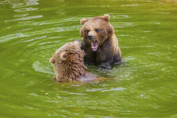A big Eurasian brown bear (Ursus arctos arctos) sow fighting with a small young male in a pond
