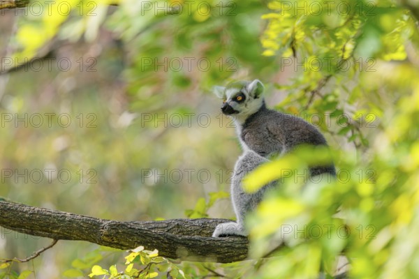 A ring-tailed lemur (Lemur catta) sits high up in a tree on a branch between fresh green leaves