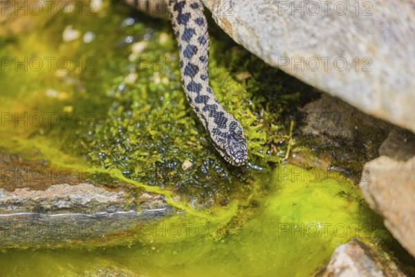 One Vipera berus, the common European adder or common European viper, creeps over moss and rocks