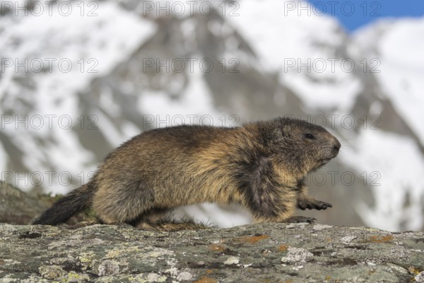 One Alpine Marmot, Marmota marmota, running on a rock, snowy mountains in the distant background