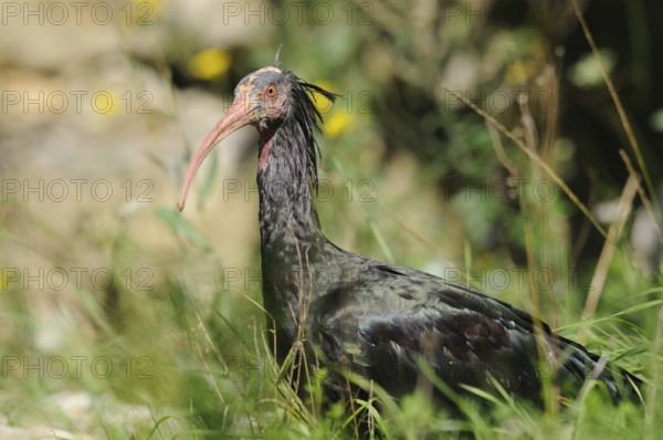 Ibis standing in a meadow surrounded by nature, Northern Bald Ibis (Geronticus eremita), Bavaria