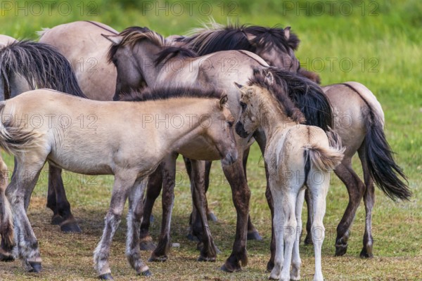 A herd of tarpans (Equus ferus) stands in a clearing in the Masuria tarpan horse reserve, belonging