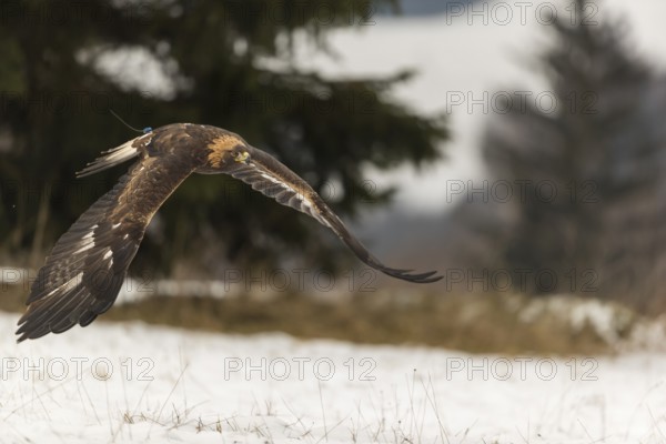 One golden eagle (Aquila chrysaetos) flying over a snowy meadow. A forest in the background.
