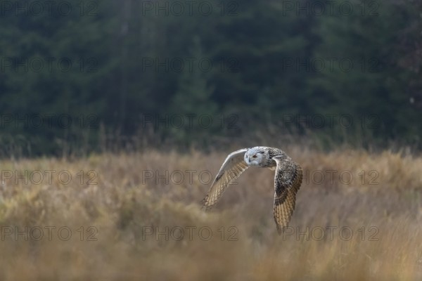 One Siberian Eagle Owl (Bubo bubo sibiricus) flying over tall reed grass lakeshore on an autumnal