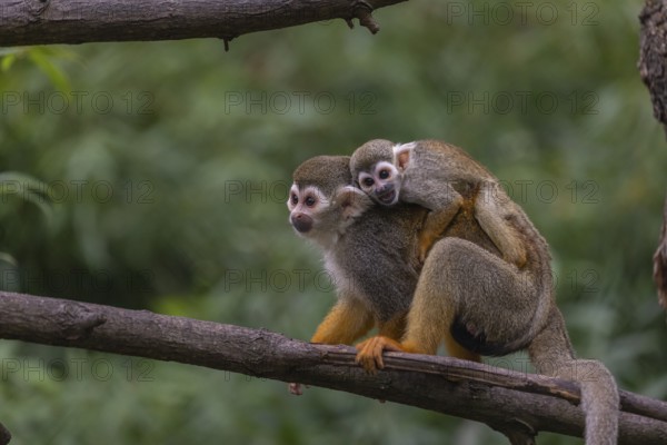 One female Central American squirrel monkey, Saimiri oerstedii, carrying her baby. Green vegetation