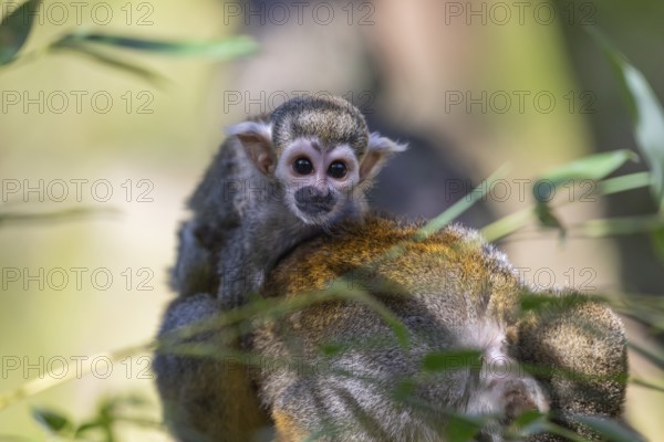 One female Central American squirrel monkey, Saimiri oerstedii, carrying her baby. Green vegetation