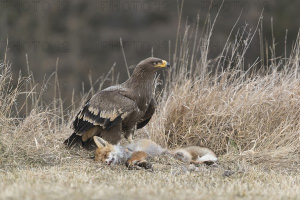 One steppe eagle, Aquila nipalensis, feeding on a carcass of a red fox. Trees and grass in the
