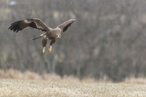 One steppe eagle, Aquila nipalensis, flying over a meadow. Trees in the background