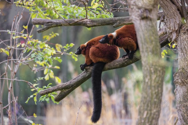 Two Red-ruffed lemurs, Varecia rubra, sit on the branch of a tree
