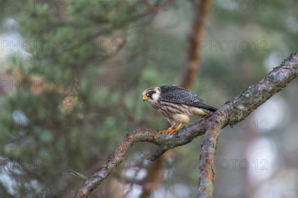 One female red-footed falcon (Falco vespertinus) sitting on a twig of a tree in a forest. Green