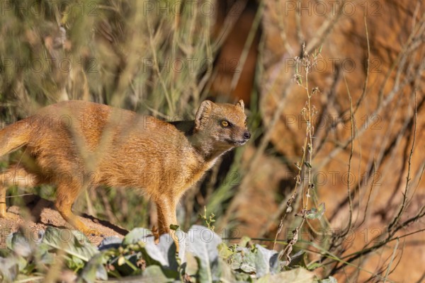One yellow mongoose, Cynictis penicillata, or red meerkat walking over sandy terrain