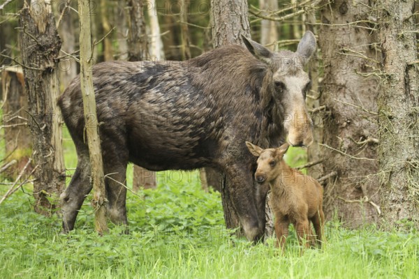 Moose (Alces alces) female with approx. 1 week old calf, Southern Sweden, Sweden, Scandinavia,