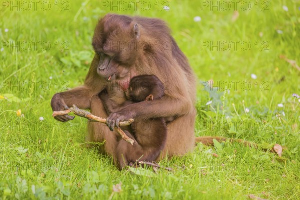A female Gelada (Theropithecus gelada), or bleeding-heart monkey with her baby sits in a flowering