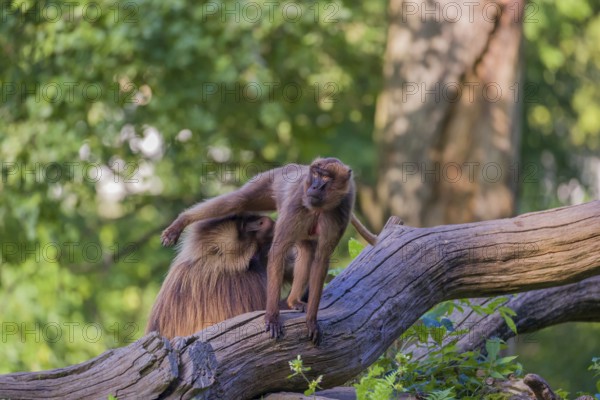 One adult male and one adult female Gelada (Theropithecus gelada), or bleeding-heart monkey sitting