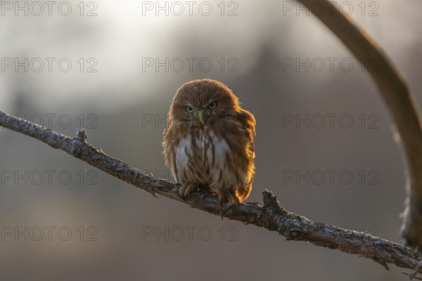 One East Brazilian pygmy owl (Glaucidium minutissimum), also known as least pygmy-owl or Sick's