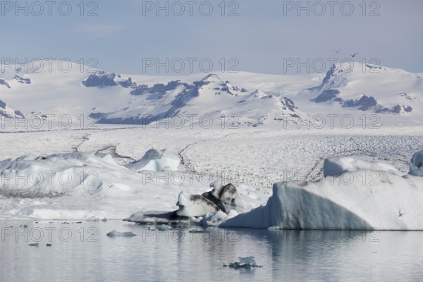 Icebergs on the Joekulsarlon glacial lake or lagoon