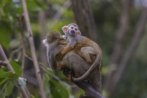 One female Central American squirrel monkey, Saimiri oerstedii, carrying her baby. Green vegetation