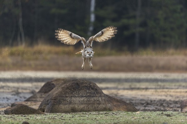 One Siberian Eagle Owl (Bubo bubo sibiricus) flying over a dry lakeshore on an autumnal misty cold