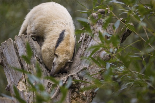 One southern tamandua (Tamandua tetradactyla), sitting on the top of a broken/cut tree in a forest