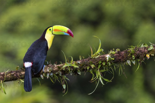 Fishing Toucan (Ramphastos sulfurantus), Toucans (Ramphastidae), Laguna del Lagarto Lodge,