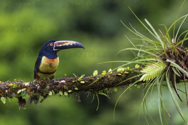 Collared Aracari (Pteroglossus torquatus), Toucans (Ramphastidae), Laguna del Lagarto Lodge,
