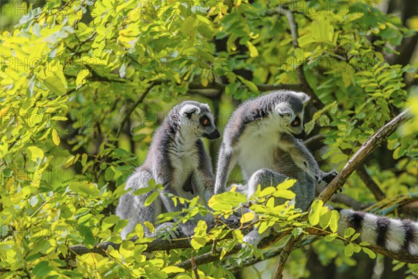 Two ring-tailed lemurs (Lemur catta) sit high up in a tree on a branch between fresh green leaves
