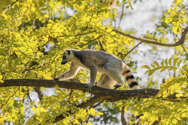 A ring-tailed lemur (Lemur catta) climbs high up in a tree on a branch surrounded by fresh green