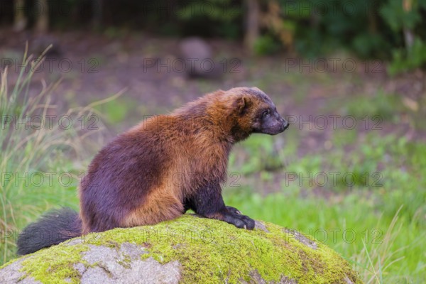 A wolverine (Gulo gulo) sits on a moss covered rock at a forest edge