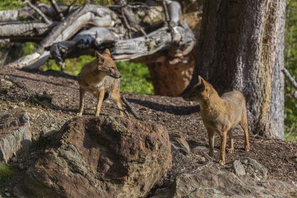 Two golden jackal (Canis aureus)standing on forest floor in front of fallen trees on a sunny day
