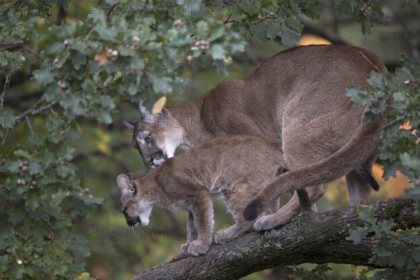 One cougar mother, Puma concolor, grooming her kitten, standing on a big branch high up in an oak