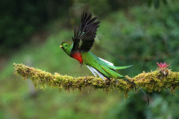 Male Resplendent quetzal (Pharomachrus mocinno) in flight, Costa Rica, Central America