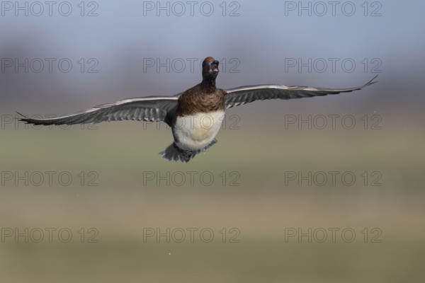 European wigeon (Mareca penelope), Texel, Netherlands