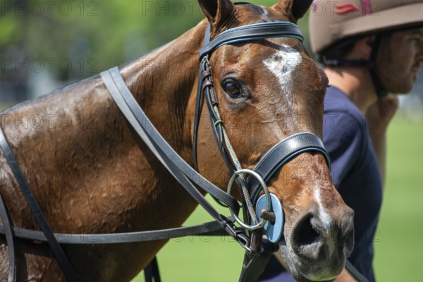 Scene from the 131st Argentine Open Polo Championship (Spanish: Campeonato Argentino Abierto de
