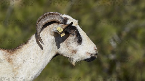 Close-up of a goat in profile with green surroundings, goat (n), free-range, central north of the