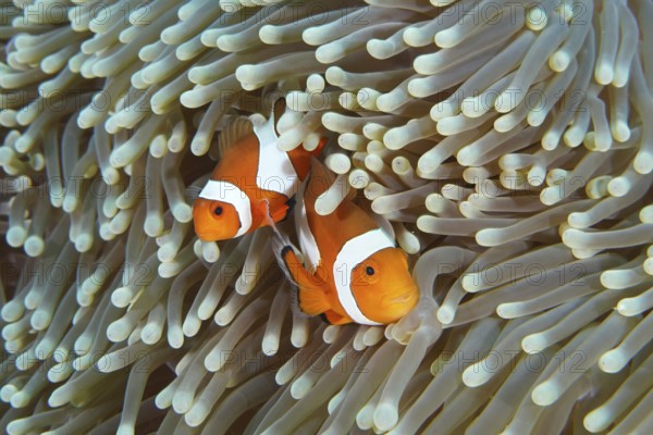 Two Ocellaris Clownfish (Amphiprion ocellaris) seek shelter between the tentacles of a sea anemone
