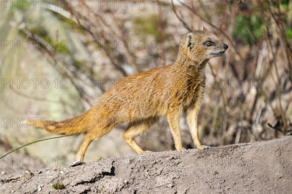 Yellow mongoose (Cynictis penicillata), in the dessert on a sunny day, captive