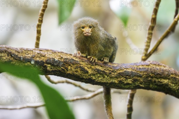 Eastern pygmy marmoset (Cebuella niveiventris) climbing on a tree in a forest, captive, Germany,