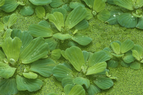 Water lettuce (Pistia stratiotes), and duckweed (Lemna minor)