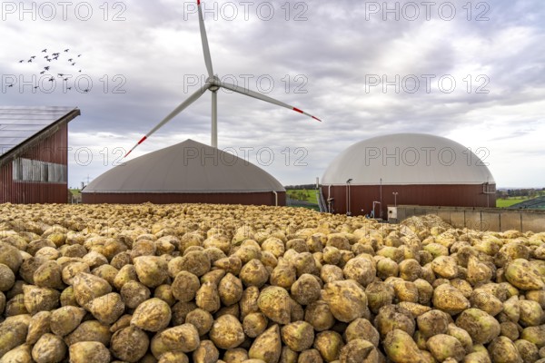 Biogas plant produces gas from various biomass, here the sugar beet storage, the electricity is