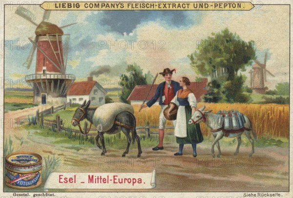 Picture series Animals of the countries, donkeys from Central Europe, Liebig picture, digitally