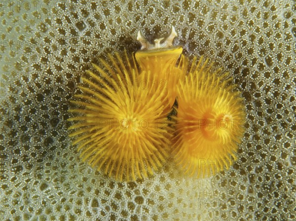 Yellow Indo-Pacific Christmas tree worm (Spirobranchus corniculatus) on corals, dive site Prapat,