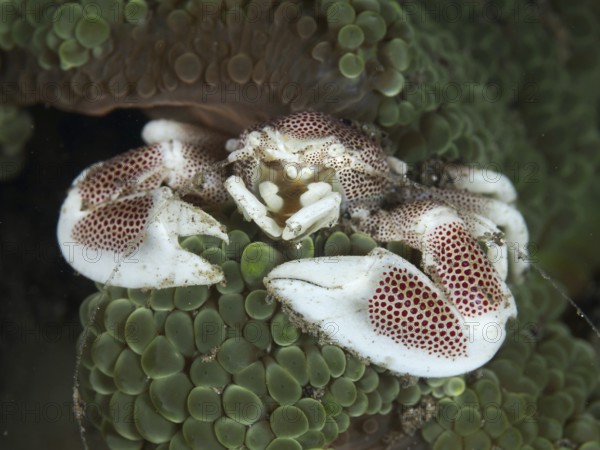 Spotted porcelain crab (Neopetrolisthes maculatus) resting on a soft sea anemone in the depths of