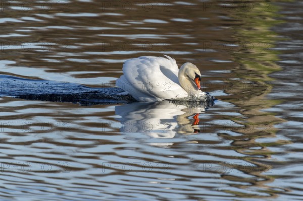 A swan in the water, head lowered, creates light waves and reflections, Mute Swan, (cygnus olor),