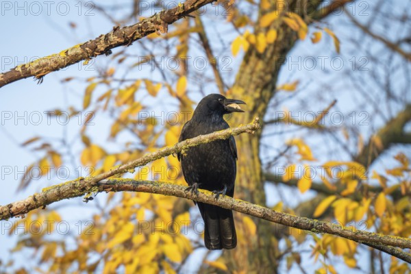 Raven (Corvus corax) with food in its beak sitting on a branch, morning light, Rosensteinpark,