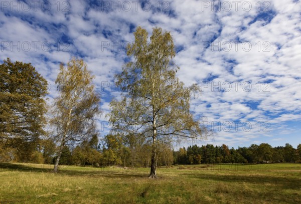 Lean meadow, altocumulus, cloudy sky with fleecy clouds and birch trees in the Blockheide nature