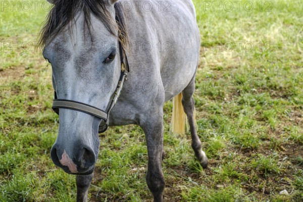 Young horses grazing in the paddocks of the Marbach Principal and State Stud's foal farm in St.